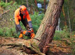 How Our Tree Care Process Works  in St Anthony, MN